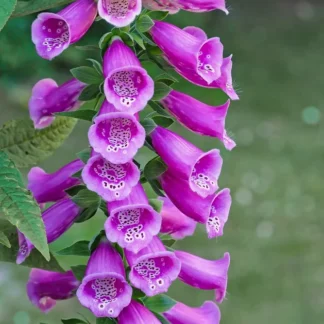 Наперстянка "Dalmatian Purple"