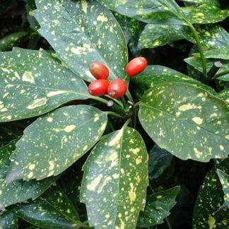 Аукуба "Variegata"