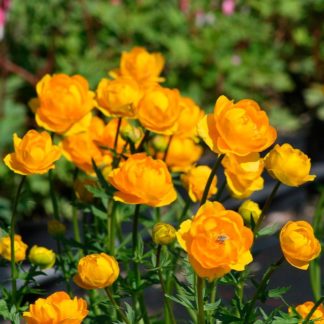 Купальница 'Golden Queen'