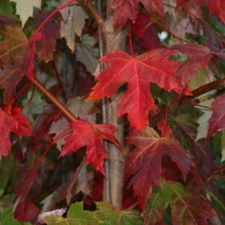 Клен Фримана "Autumn Blaze"