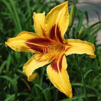 Лилейник "Hemerocallis Bonanza"
