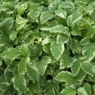 Сныть 'Variegata'