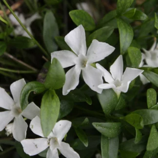 Барвинок малый "Gertrude Jekyll"