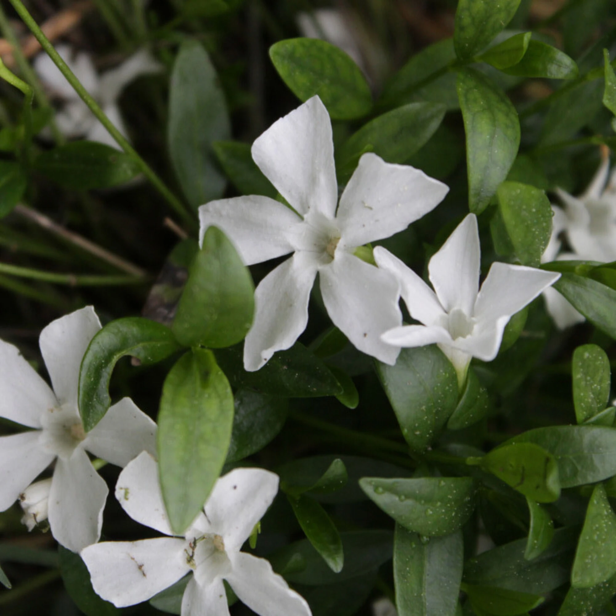 Барвинок малый "Gertrude Jekyll"