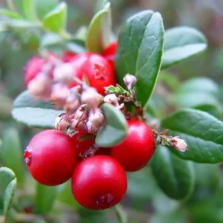 Брусника "Red Pearl"