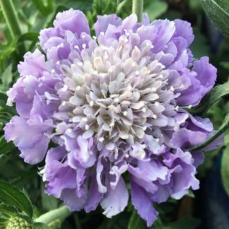 Скабиоза 'Mariposa blue'