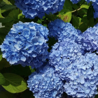 Гортензия крупнолистная "Early Blue"