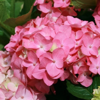 Гортензия крупнолистная 'Early Rose'
