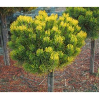 Сосна горная Carstens Wintergold на Штамбе