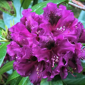 Рододендрон гибридный Purple Splendour
