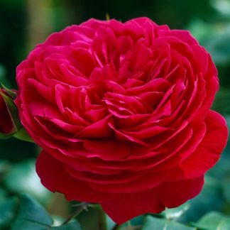 Роза премиум-класса "Red Leonardo"