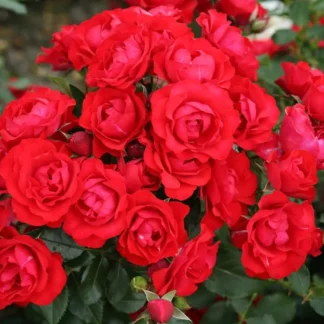 Роза премиум-класса "Black Forest Rose"