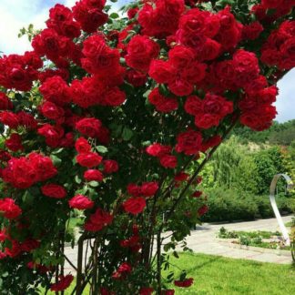 Роза сортовая "Red Flame" арка