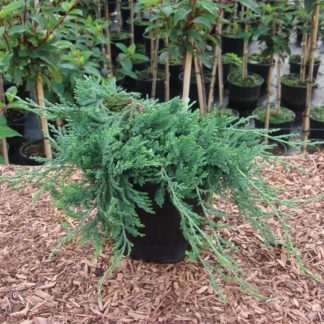 Можжевельник средний 'Pfitzeriana Glauca'