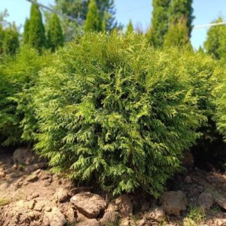 Туя западная Woodwardii