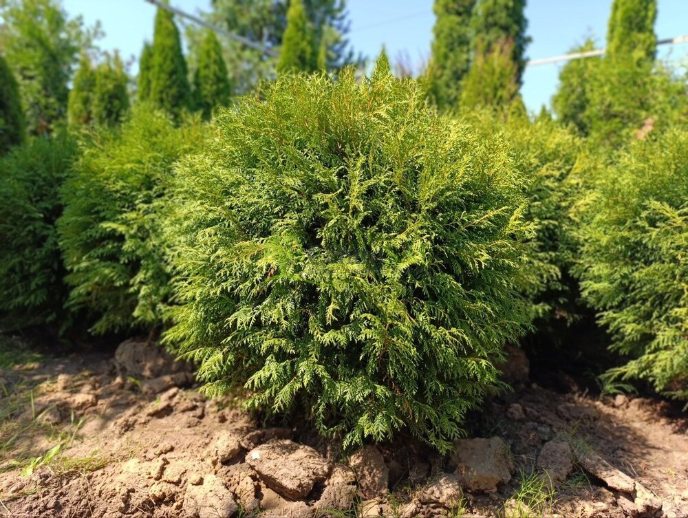 Туя западная Woodwardii
