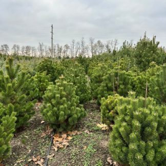 Сосна горная подвид крючковатая