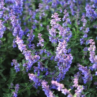 Котовник Фассена 'Six Hills Giant'
