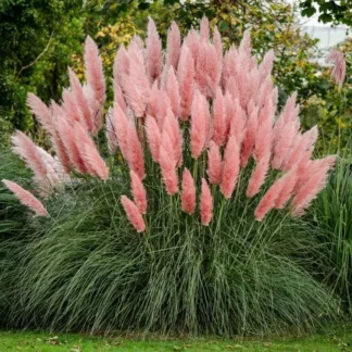 Кортадерия Селло (Пампасная трава) "Rosea"
