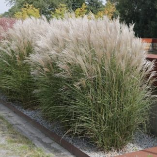 Мискантус китайский 'Kleine Silberspinne'