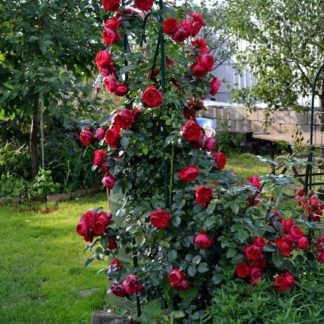 Роза сортовая "Florentina" арка