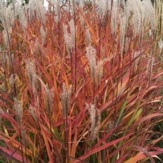 Мискантус китайский 'Purpurascens'