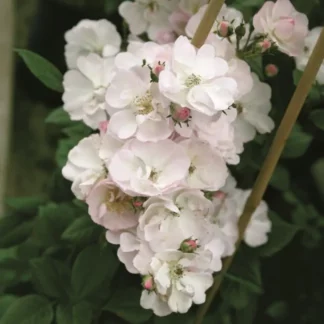 Роза на шпалере сортовая 'Perennial Blush'