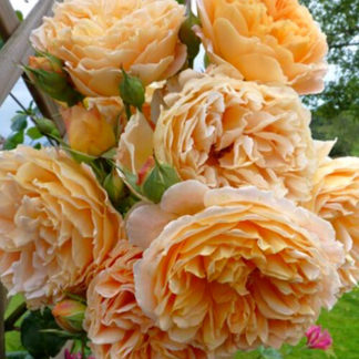 Роза на шпалере сортовая 'Crown prin. Margareta'