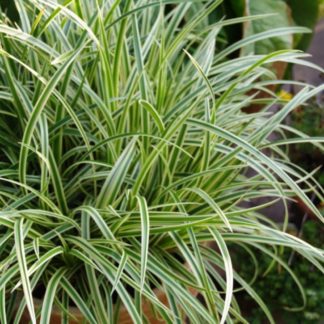 Осока Морроу 'Variegata'