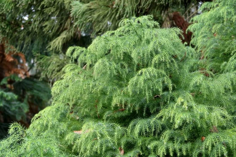 Криптомерия японская "Elegans Viridis"