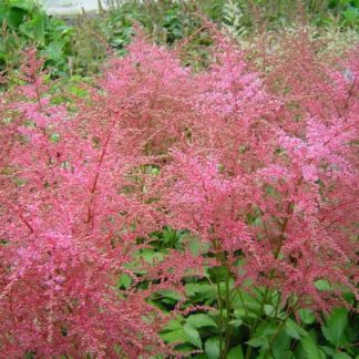 Астильба простолистная "Inshriach Pink"
