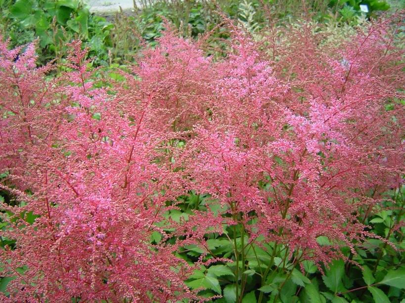 Астильба простолистная "Inshriach Pink"