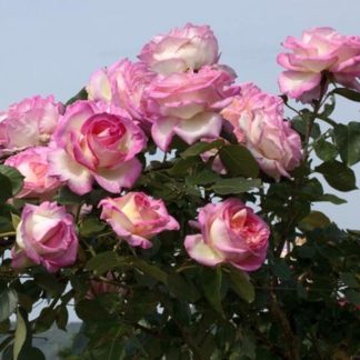 Роза сортовая "Princesse de Monaco" арка