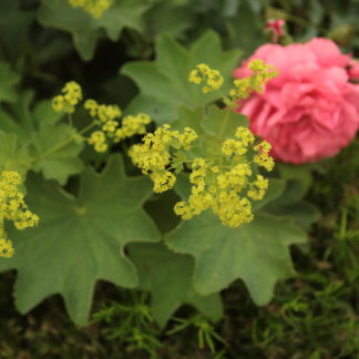 Манжетка 'Robustica'