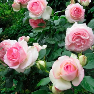 Роза на шпалере сортовая 'Eden Rose'