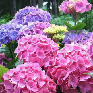 Гортензия крупнолистная "Bouquet Rose"