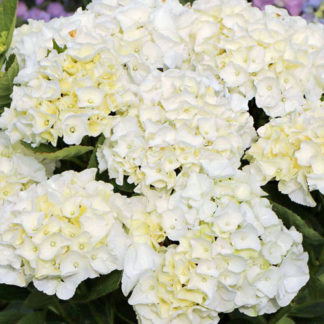 Гортензия крупнолистная 'Bright White'