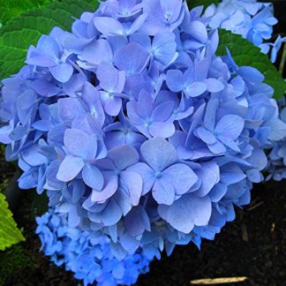 Гортензия крупнолистная 'Early Blue'