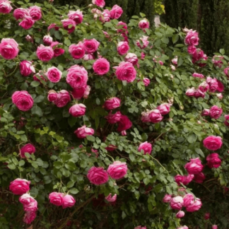 Роза на шпалере сортовая 'Cyclamen Pierre de Ronsard'