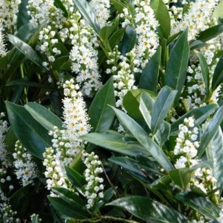 Вишня лузитанская "Angustifolia"