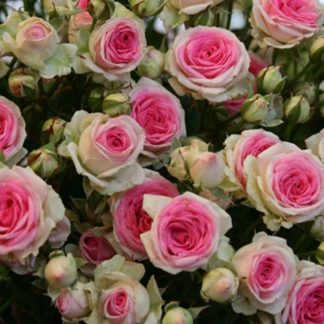 Роза сортовая "Mini eden rose" арка