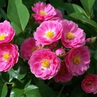 Роза сортовая 'Perennial Rosali', форма колодец