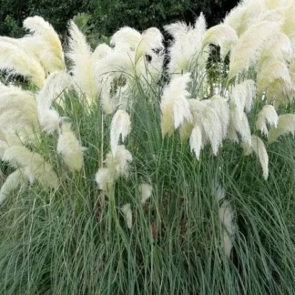 Кортадерия Селло "White Feather"