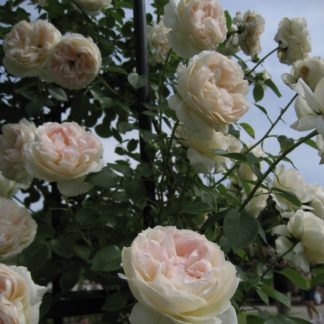 Роза сортовая 'Mon Jardin et Ma Maison', арка