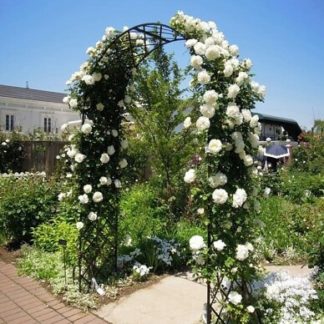 Роза сортовая "Uetersener Klosterrose" арка