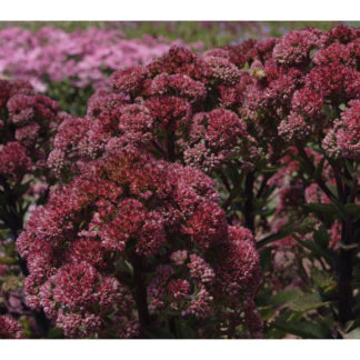 Очиток видный 'Munstead Dark Red'