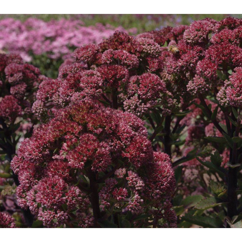Очиток видный 'Munstead Dark Red'
