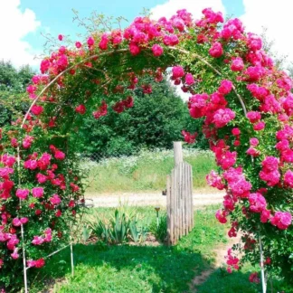 Роза сортовая "Pink Cloud" арка