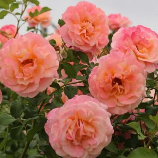 Роза на шпалере сортовая 'Peach Melba'