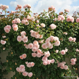 Роза сортовая "Rose de Tolbiac" арка